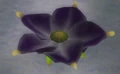 Violet Candypop Bud