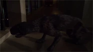UndoneLycaenops1