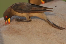 Flickr - Rainbirder - Yellow-billed Oxpecker (Buphagus africanus)