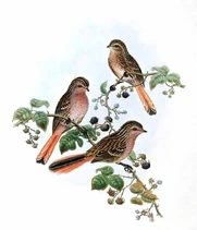 Urocynchramus pylzowi Gould