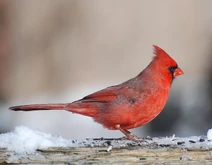 CardinalMale2007