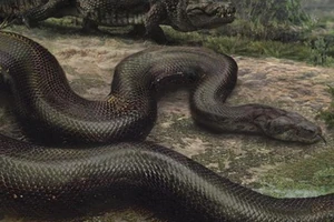 Titanoboa-smithsonian 606