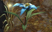Snow Lily