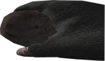 Player about to throw a potato COD 2