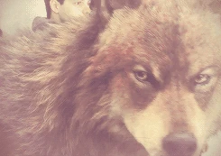 6 breaking dawn part 2