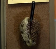 Pretty-little-liars-brain
