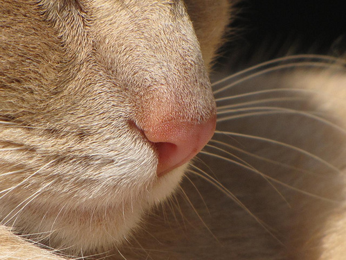 Katzen Hunde Geruchssinn