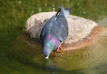 Pigeon April 2009-2
