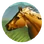 Horses (Civ5)