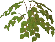 Plant in ground