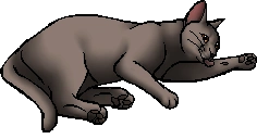 Quince.kittypet