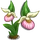 Lady Slipper (bloom)-icon