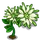 Spider Flower-icon