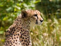 Cheetah4