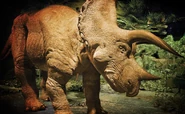 Triceratops-xl