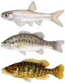 FNV Fishes.png