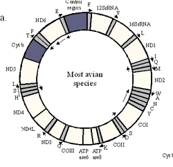 Avian mtdna