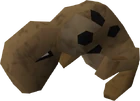 Spotted kebbit old
