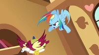Rainbow Dash chasing bird S03E13