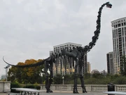 Brachiosaurus skeleton3
