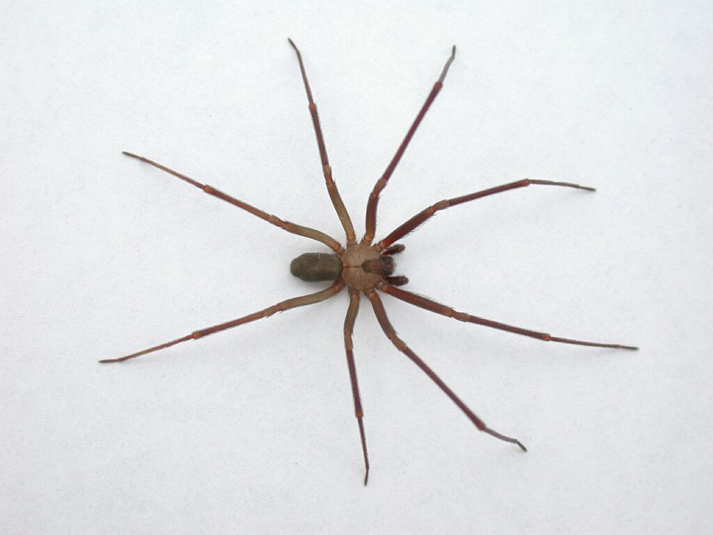 http://images1.wikia.nocookie.net/__cb20130220173620/arachnipedia/images/3/36/Brown-recluse-spider.jpg
