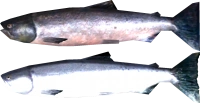 Salmon
