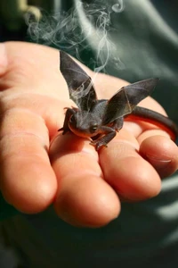 Baby dragon