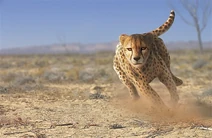 AFRICAN CHEETAH