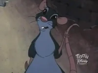 Jasmine rat