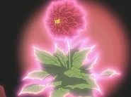 HPC08.Dahlia