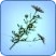 Chamomile