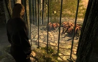 Kornalus Spiders