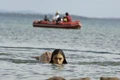 Cleo And Mermaid Hunters