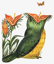 Potoo