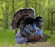 Goebbel-turkey