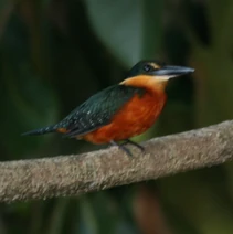 Chloroceryle inda -Madidi National Park -Bolivia-8a-4c