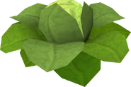 Brassica