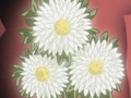 HPC36.Flower