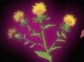 HPC41.Flower