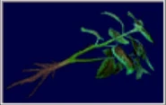 Green herb (RE3)
