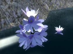Water Hyacinth