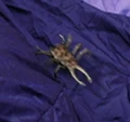 Archer IV scorpion.jpg