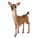 Whit-Tailed Deer