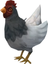White chicken
