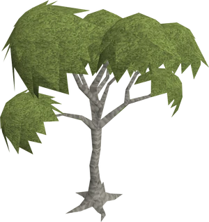 Eucalyptus old