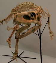 Staurikosaurus-skeleton