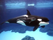 624baea230674a069176f58057f7308e killerwhale3 460x345