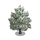Western Black Cedar Tree-icon