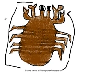 Teracrab 200 MY