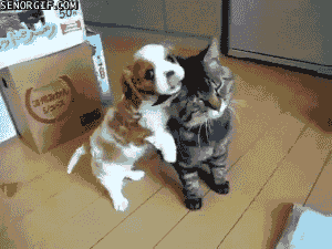 Cat-puppy-hug-gif.gif